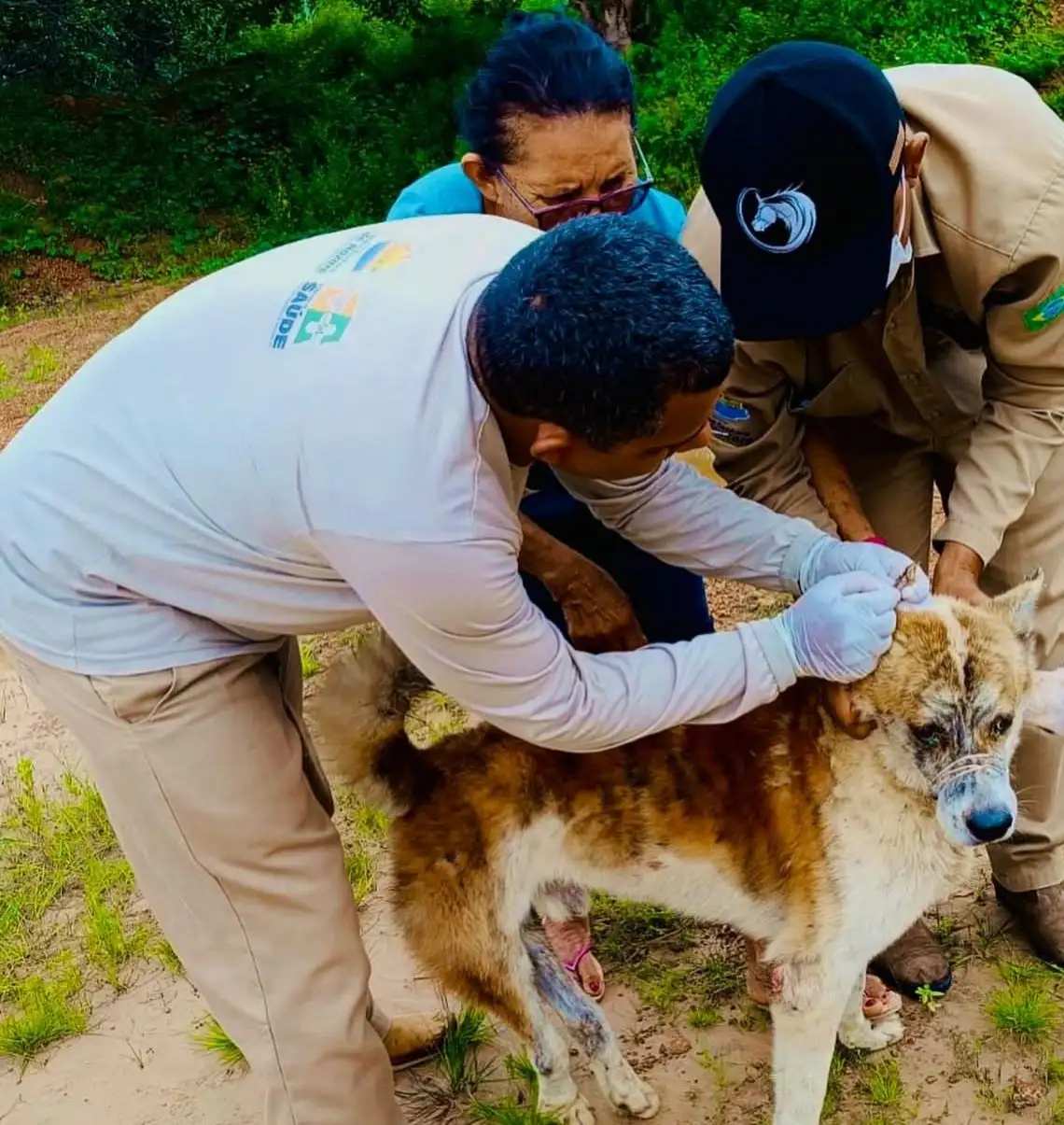 Testagem Rápida para Leishmaniose Visceral Canina
