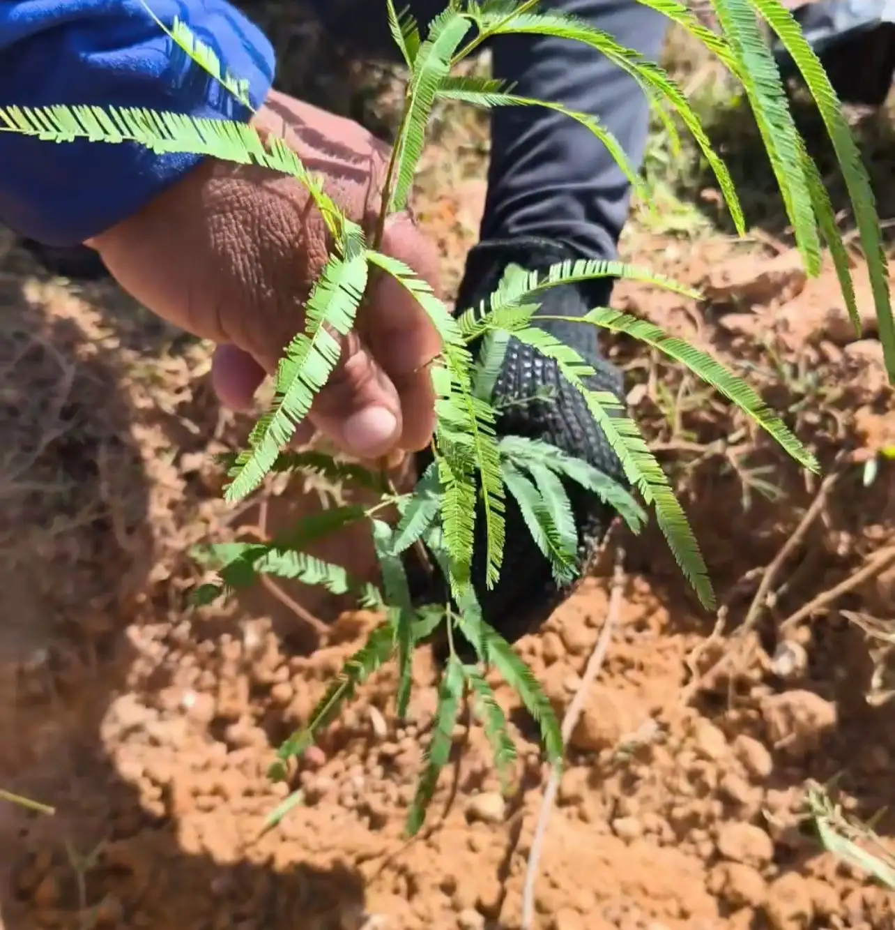 Foto 5 – Semana do Meio Ambiente 2025: Plantio simbólico no açude reforça compromisso com a sustentabilidade